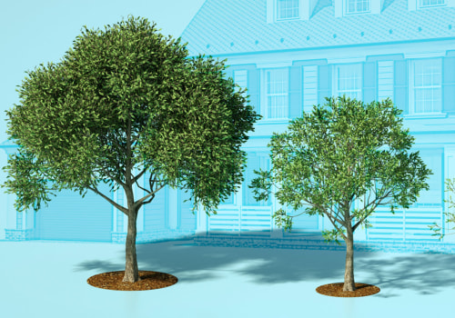 What Trees Add the Most Value to Your Home?